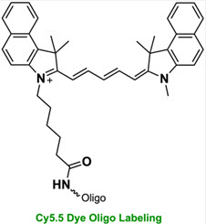 Bio-Synthesis Inc. Oligo Structure